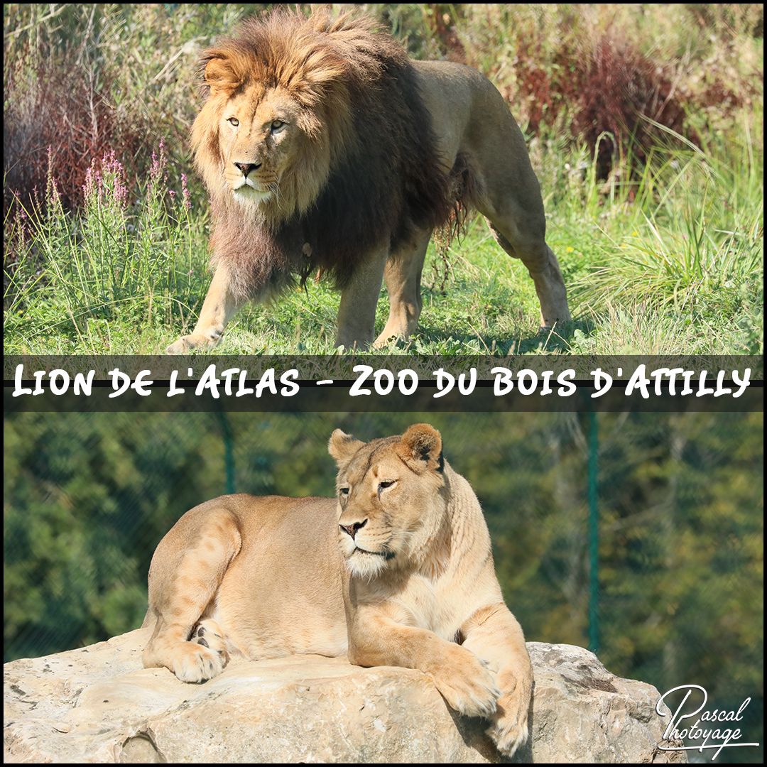 ZOO DU BOIS D'ATTILLY - LIONS DE L'ALAS 01 - LAYOUT 52 1080x1080.jpg